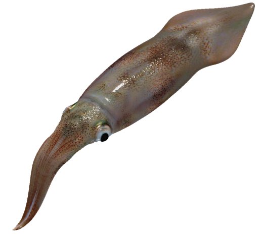 Squid Fin