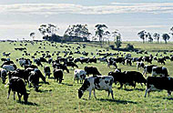 dairy cow management