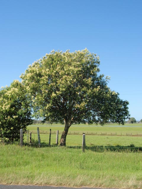 Wavy Leaf Ligustrum Tree Form