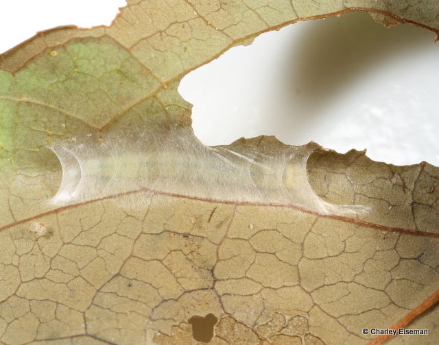 A larvae has spun a net of silk between two parts of a leaf to make a small indent in which it can shelter as it feeds