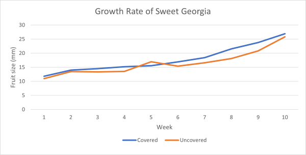 Graph showing the average growth rate of Sweet Georgia Cherries. Covered and uncovered trees had a similar growth rate with the covered cherries being slightly larger.