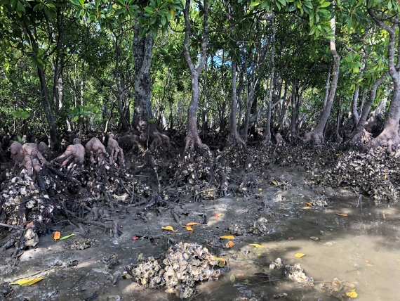 Oysters growing on mangrove roots underneath a thick canopy of mangroves.