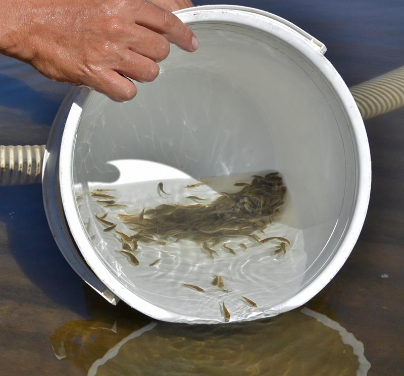 Fish to be stocked from bucket
