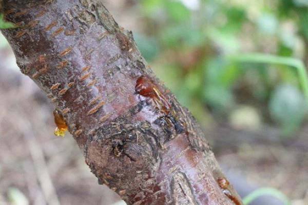 A close-up of a cherry tree branch that has bacterial canker