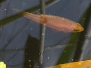 A previously released Oxleyan Pygmy Perch sits near the surface of the water amongst vegetation in wallum wetland habitat.