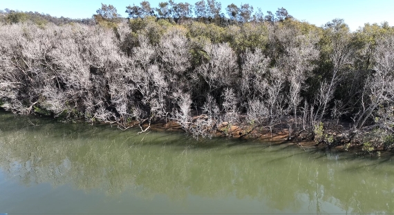 Dead Grey Mangroves along riverbank with alive River Mangrove understorey.