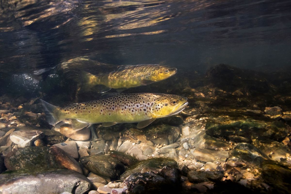 Spawning trout