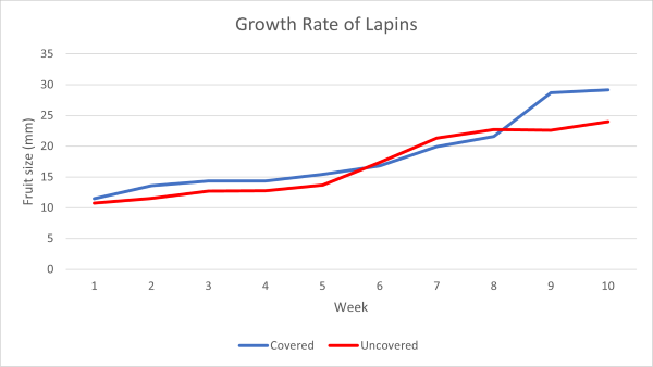 Graph showing the average growth rate of lapin cherries covered and uncovered showing that all cherries grew at about the same rate until week 8 when the covered cherries started to grow faster