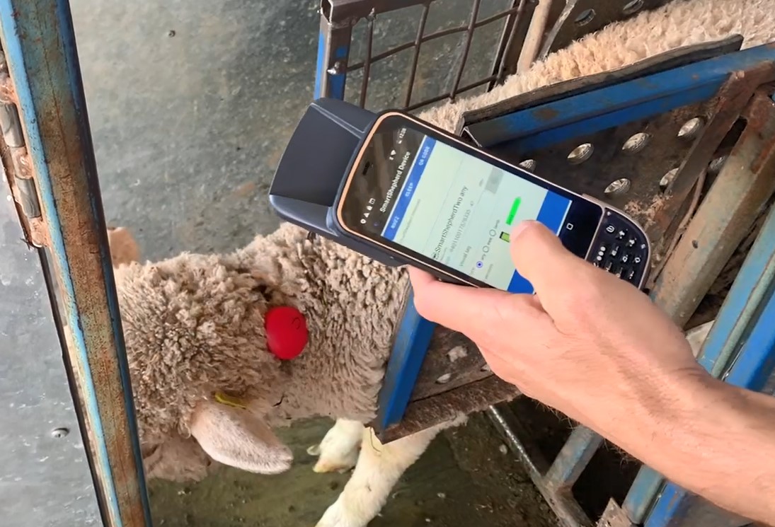 Smart Shepherd tag being attached to a sheep.