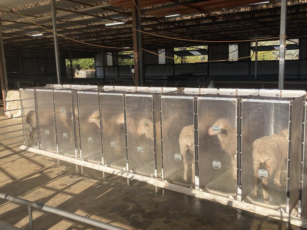 Sheep are standing in individual chambers for monitoring