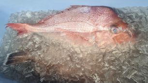 Snapper in ice slurry