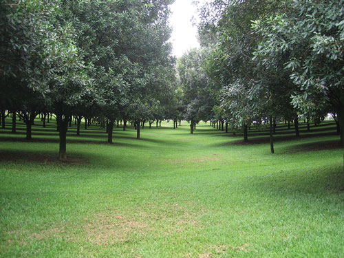 A macadamia orchard with 95% ground cover