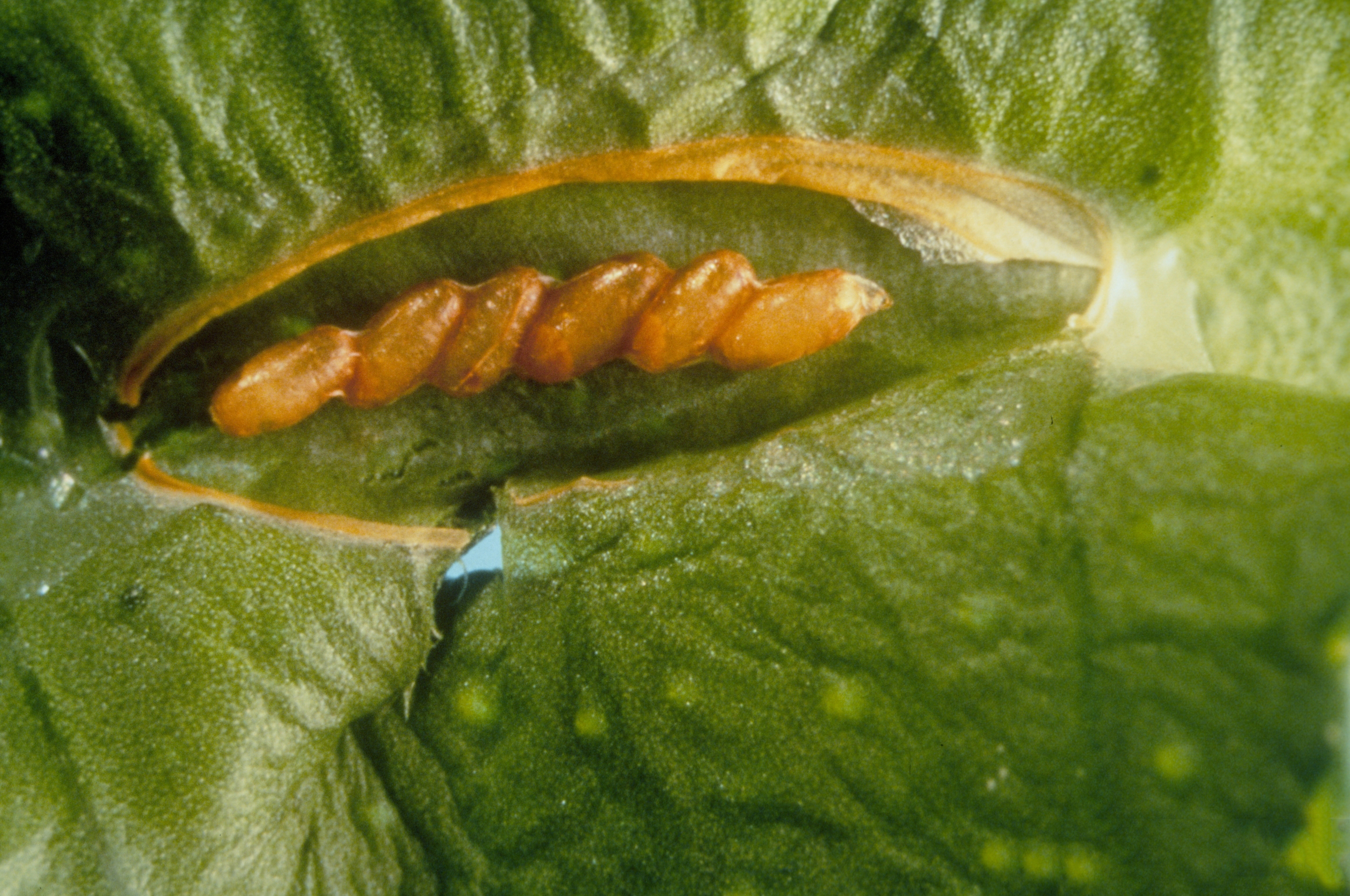 Figure 9. Citrus leaf miner (Phyllocnistis citrella) pupae. Photo: JW Lotz, Florida Department of Agriculture and Consumer Services, Bugwood.org.