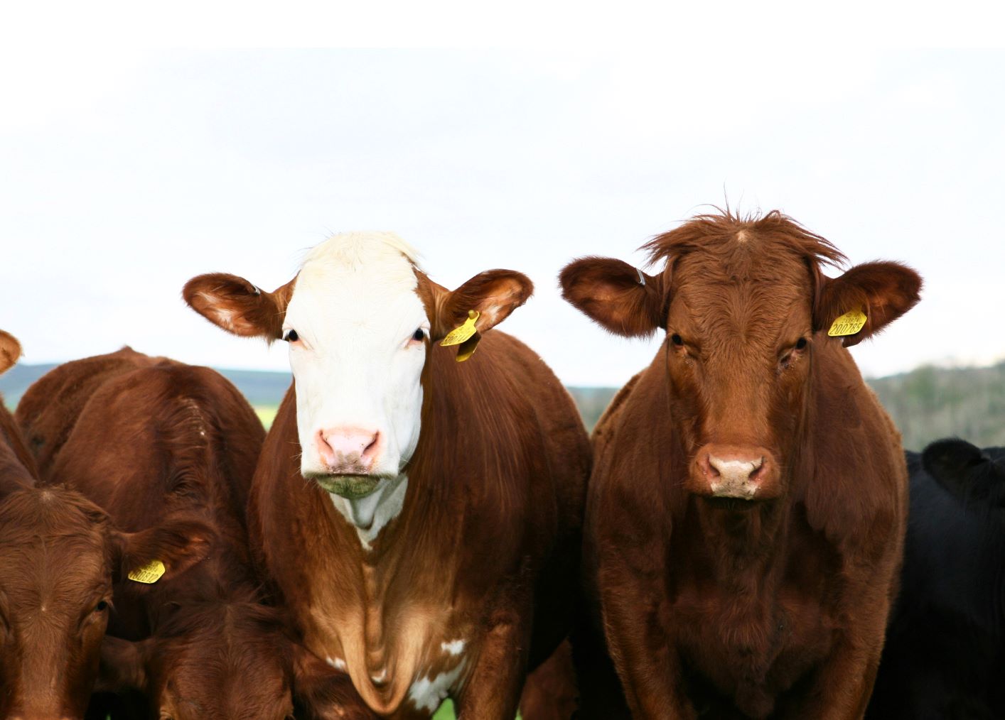 brown cows wearing ear tags