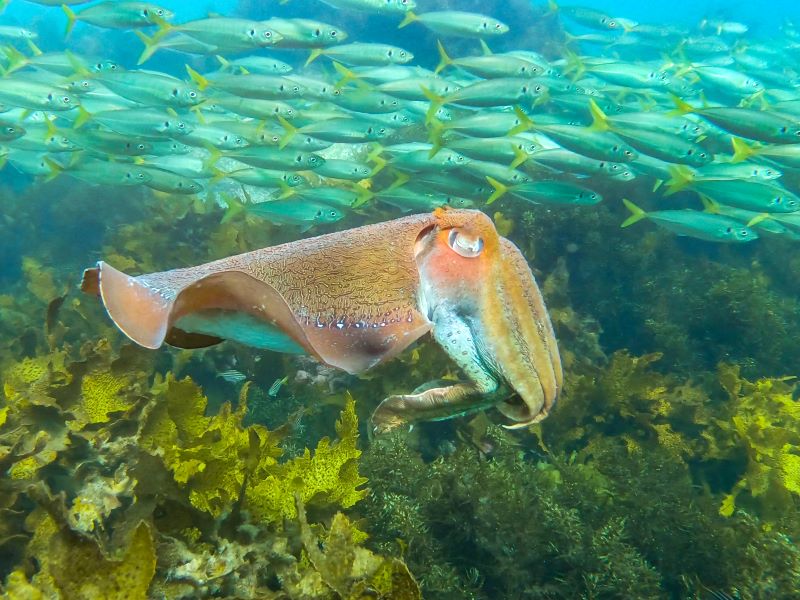 Giant cuttlefish cruising through shallow algae with yellowtail scad. (Photo: William Gladstone) 