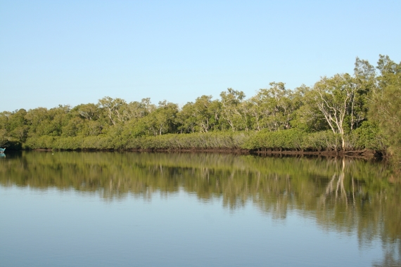 Healthy mangroves line an estuarine creek with red gum and she oak trees behind, all reflecting off the still water. 