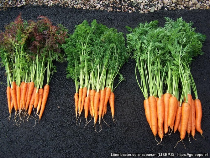 Carrots infected with Candidatus Liberibacter solanacearum showing leaf curling and purpling symptoms on the left, leaf curling symptoms in the centre and symptomless infected carrots on the right