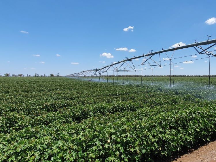 Lateral move irrigation system irrigating a cotton crop