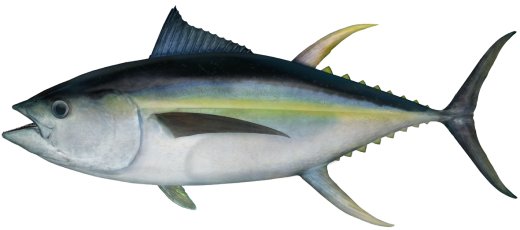 Yellowfin Tuna <i>Thunnus albacares</i>