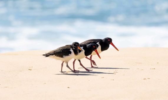 Pied oyster catcher fam SS